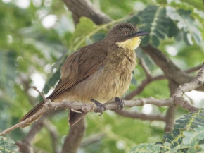 Sunbird Trail